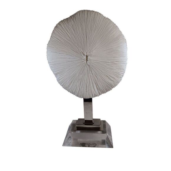 Large 12" Mushroom Coral Real Display Piece n Acrylic Base Beach Nautical Decor - Picture 1 of 7